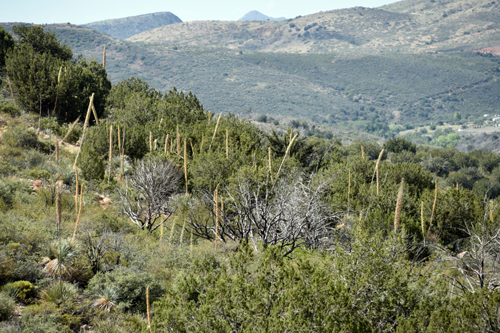 Sotol or Desert Spoon, is a native plant, somewhat rare in the United States is common where found along rocky hillsides and large expanses of open areas. Dasylirion wheeleri has been used for food, beverages, tools and materials by southwestern American indigenous peoples. Dasylirion wheeleri 